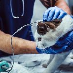 24 Hour Vet: Ensuring Round-the-Clock Care for Your Pets