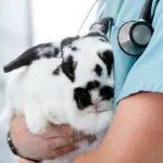 Important Things to Know Before Visiting an Artarmon Vet Clinic